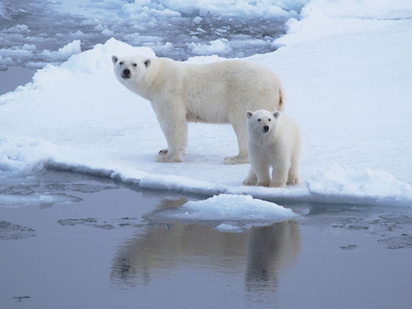 Polar bear female and her cub.